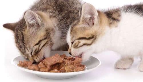 Rekomendasi-Merk-Makanan-Kucing-Basah-Terbaik-2023