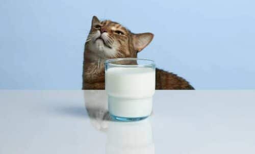 Rekomendasi-Merk-Susu-Kucing-Terbaik-yang-Aman-dan-Mudah-Didapatkan