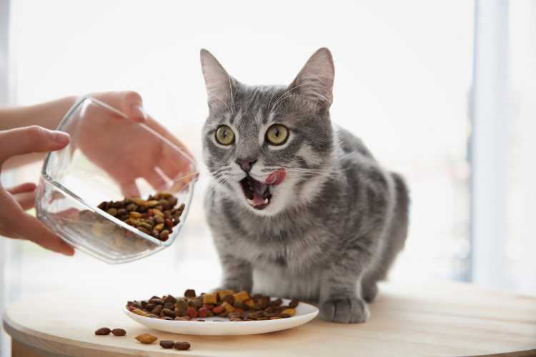Tips-Memilih-Merk-Makanan-Kucing-Kering