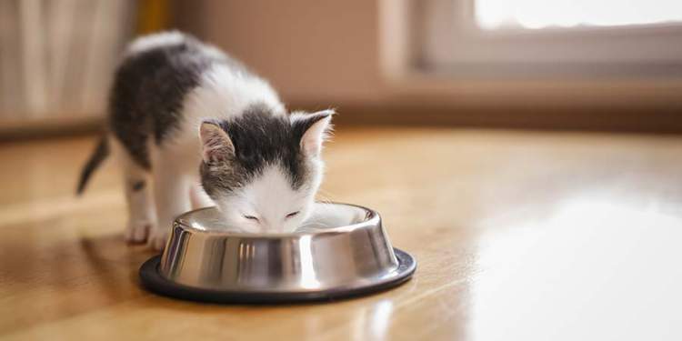 Tips-Memilih-Merk-Susu-Kucing-yang-Terbaik-dan-Sesuai-Kebutuhan